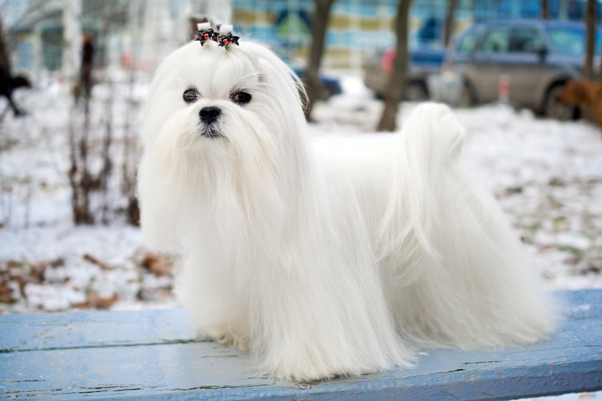 A long haired white Maltese dog standing on a blue wooden bench while looking into the camera, with a blurred background of snowed grown and cars lining the street