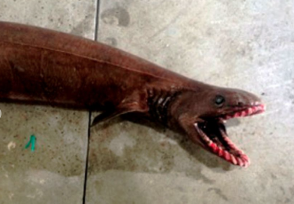 Rare and terrifying sea creature caught in Australia