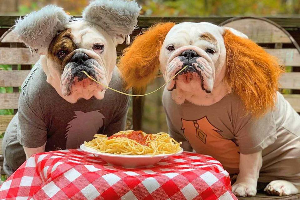 <p>@eggnogthebulldog</p> Eggnog and Igloo the bulldogs