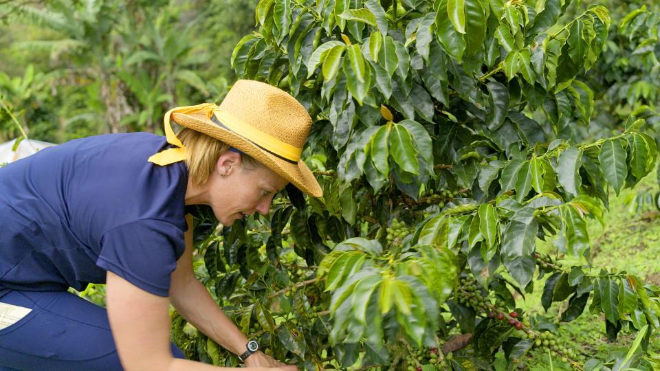 Sunny Pulver picks coffee beans in Colombia during a roadblock in the third episode of "The Amazing Race." Pulver was racing this leg with a heavy heart after learning her grandma had died back home.