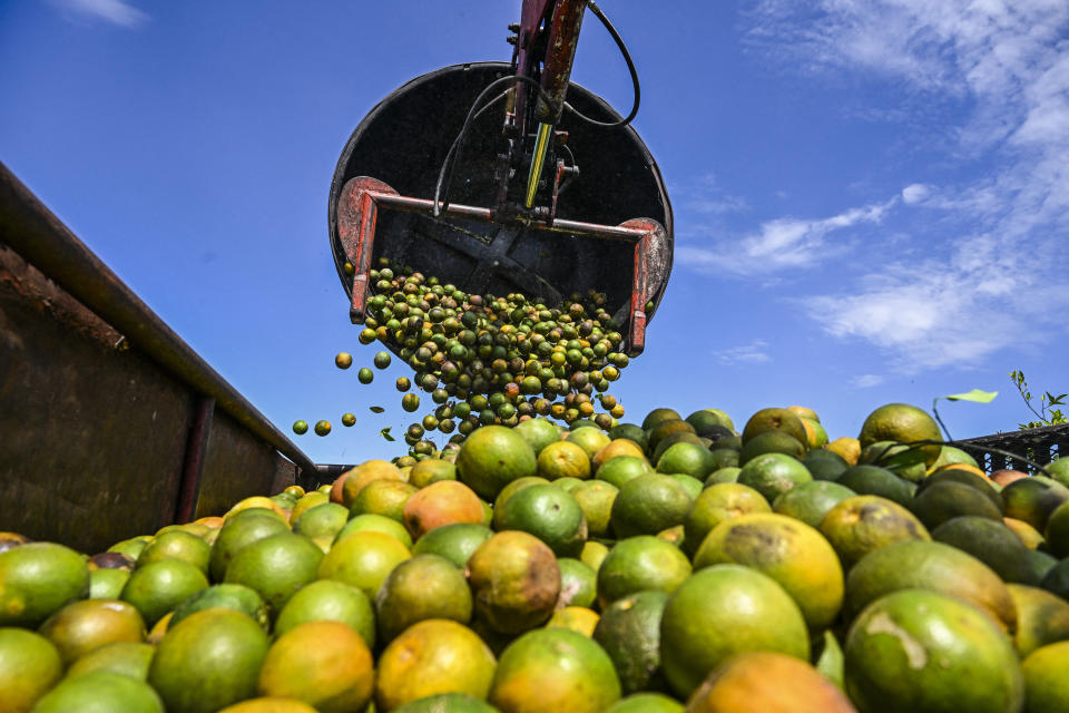 TOPSHOT - Oranges are collected in a trolley at an orchard in Arcadia, Florida, on March 14, 2023. In Florida, the world's second largest producer of orange juice after Brazil, orchards have been suffering from a citrus tree disease, Huanglongbing (HLB), for the last 17 years. A bacteria spread by the insect Asian psyllid causes the disease, which makes trees produce a green, bitter fruit that is unsuitable to sell, before dying within a few years. NThe double crises of Ian and HLB have wreaked havoc on the industry, which is so integral to Florida's identity that the orange is even on the state license plate. (Photo by CHANDAN KHANNA / AFP) (Photo by CHANDAN KHANNA/AFP via Getty Images)