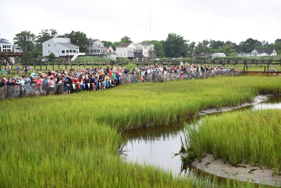 Crowds waded through water, trekked across muck, hung in trees and clung to docks just to get a good view of the Pony Swim on Chincoteague Island on July 24, 2019.