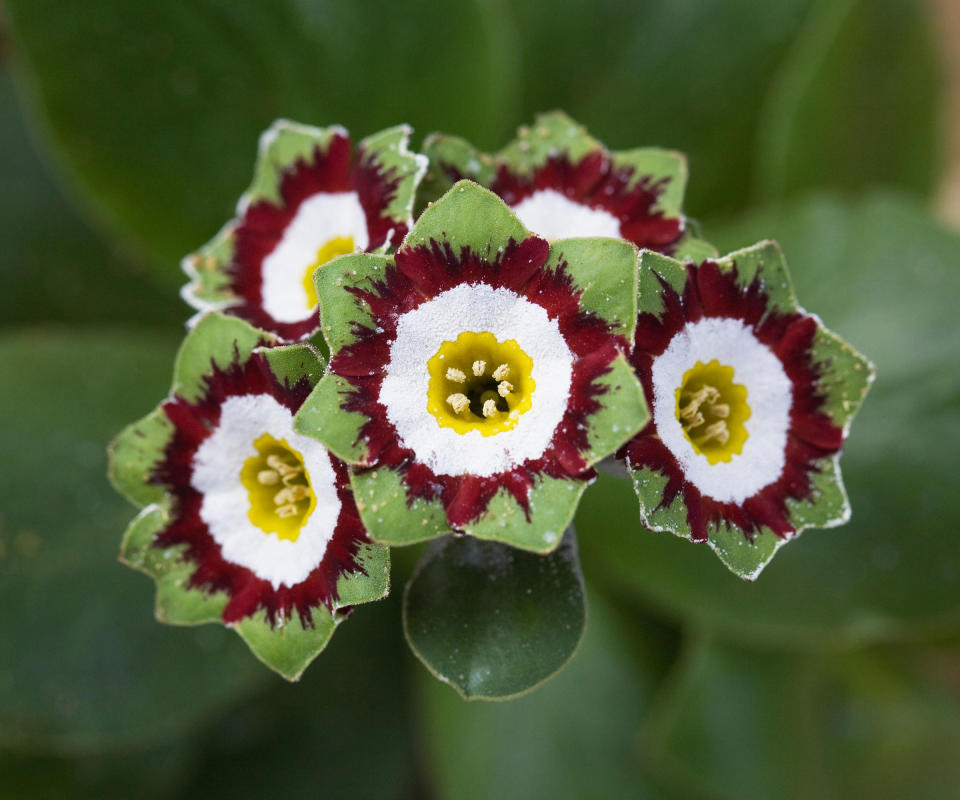 primula auricula 'Lady Emma Monson'