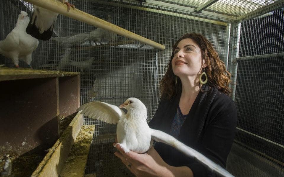 Rebecca Calisi with pigeon in her laboratory's aviaries. - Gregory Urguiaga/UC Davis