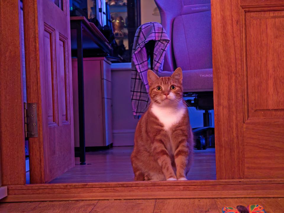 Cat sitting in a doorway lit up at night