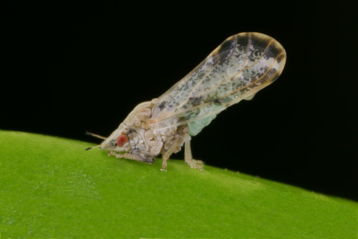 The Asian citrus psyllid, Diaphorina citri, spreads the bacterium responsible for citrus greening.