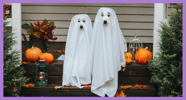 Dog and cat Halloween costumes: Most popular for 2019