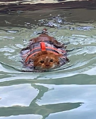 <p>Vanderburgh Humane Society/Facebook</p> Ty the cat swimming