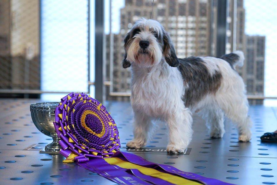 Buddy Holly at a public appearance for Empire State Building Hosts Buddy Holly The Petit Basset Griffon Vendeen, Best In Show Winner Of The 147th Westminster Kennel Dog Club Show, The Empire State Building, New York, NY May 10, 2023. Photo By: Kristin Callahan/Everett Collection