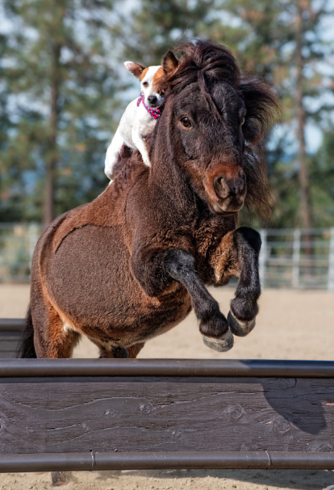 <em>Dally can even perform stunts while riding Spanky without a bridle (Caters)</em>