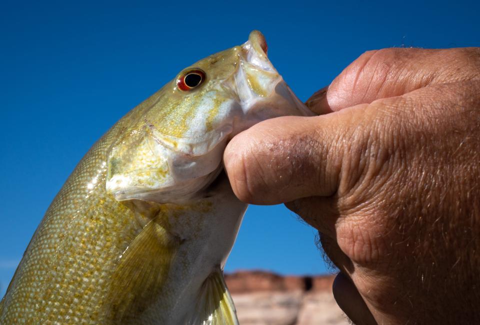 Paul McNabb holds a small mouth bass, June 9, 2022, on Lake Powell, near Page, Arizona.