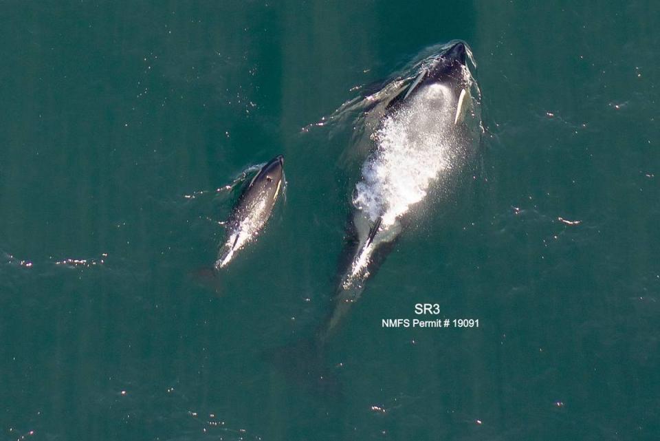 The Center for Whale Research confirmed that a new calf, L125, was born about a month ago into the southern resident killer whale community in pod L. 