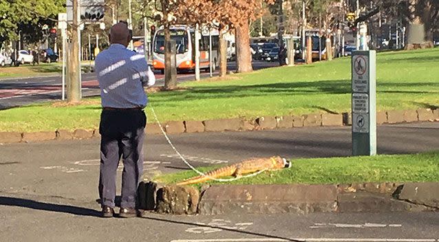 A muzzled crocodile was photographed appearing to take a walk on a leash in a popular Melbourne park. Picture: Reddit