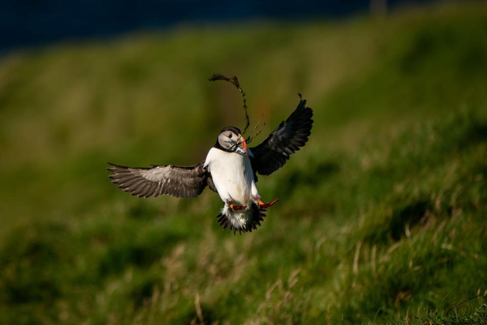 A puffin is seen with a freshly caught fish (Aaron Chown/PA) (PA Wire)