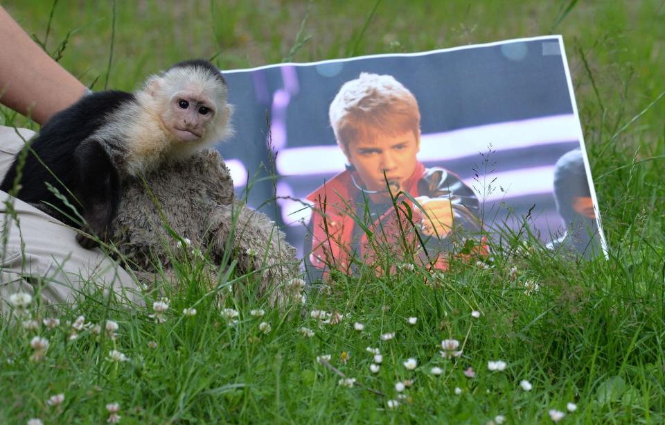 Ob er sein ehemaliges Herrchen auf dem Foto noch erkannte? Kapuzineräffchen Mally wurde 2013 am Münchner Flughafen vom Zoll beschlagnahmt, weil Justin Bieber bei seiner Einreise nicht die notwendigen tierseuchen- und artenschutzrechtlichen Dokumente vorweisen konnte. Mit dessen Tierliebe war es auch nicht allzu weit her: Bieber wollte den Affen nicht zurück, Mally lebt inzwischen im Serengeti-Park in Hodenhagen. (Bild: Carmen Jaspersen/AFP via Getty Images)