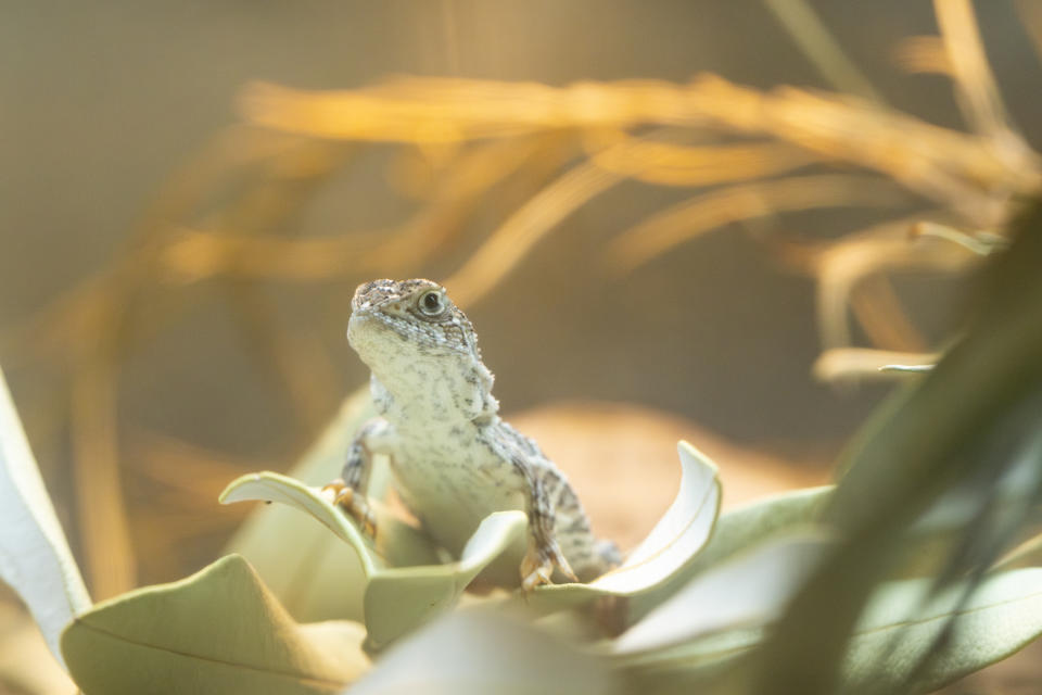 A Victorian grassland earless dragon in a natural looking environment.