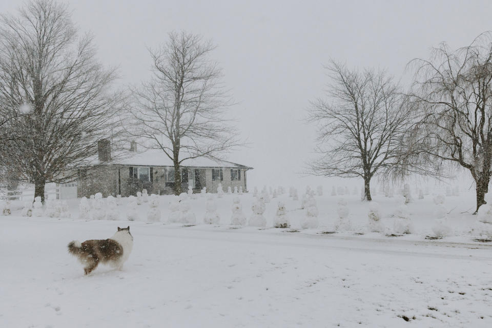 In this photo provided by Madison McKinney, 95 snowmen are displayed in the front yard of Philip Spitzley's home after a snowstorm in Lake Odessa, Mich., on Friday, Jan. 12, 2024. Spitzley's family created them to surprise him on his 95th birthday. (Madison McKinney/Breaking Bread Photography via AP)