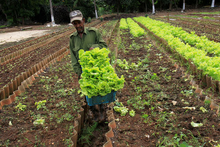 Farmer Fidel Ramirez, 66, works at a lettuce field in Havana, Cuba, December 17, 2018. REUTERS/Stringer
