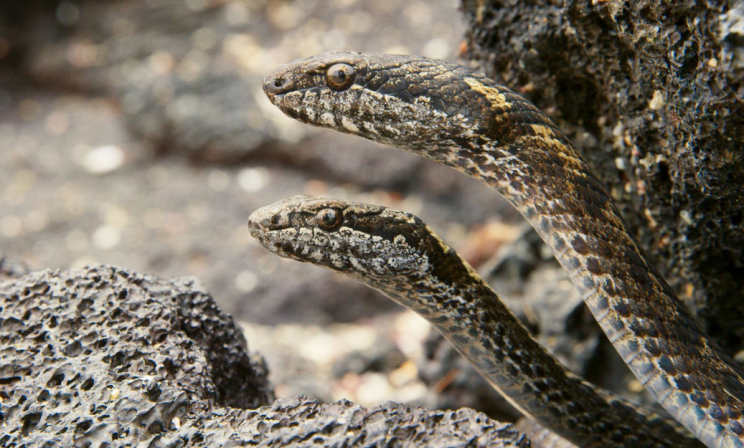 Galapagos racer snakes lurk beneath the rocks.