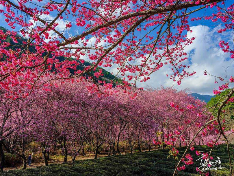 武陵農場明年櫻花季為2月12日至28日共17天。