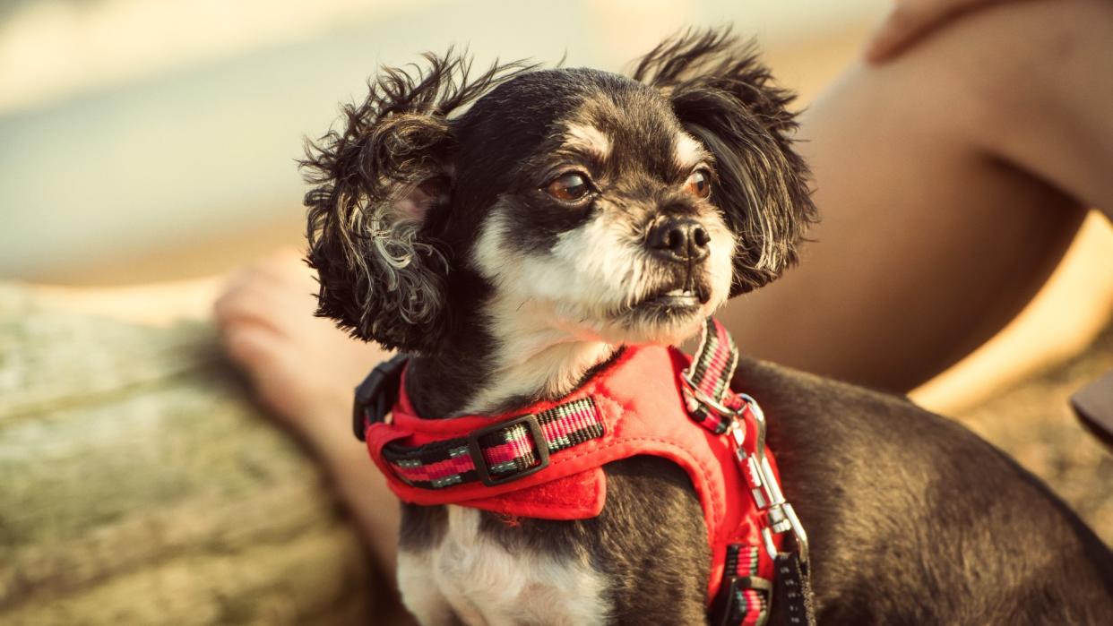  Chihuahua mixed breed dog wearing a harness . 