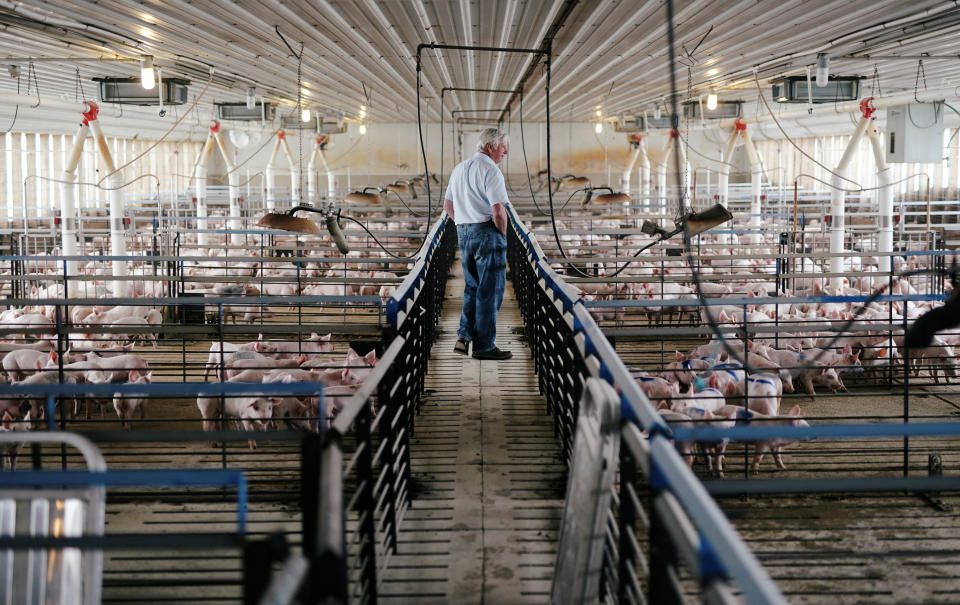 Farmer Ken Ries looks out over his hogs during a tour of hog farm in Ryan, Iowa, U.S., May 18, 2019. Picture taken May 18, 2019.  REUTERS/Ben Brewer