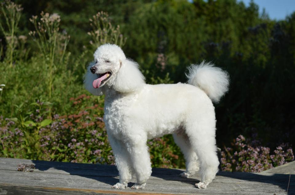 Senior standard poodle with white fur is standing on a wooden bench