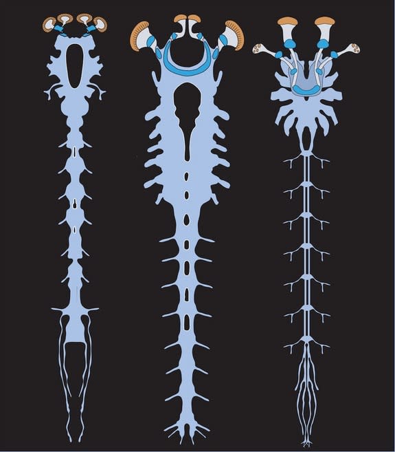 This illustration shows the nervous systems of the Alalcomenaeus fossil (left), a larval horseshoe crab (middle) and a scorpion (right). Diagnostic features that reveal the evolutionary relationships among these animals include the forward posi