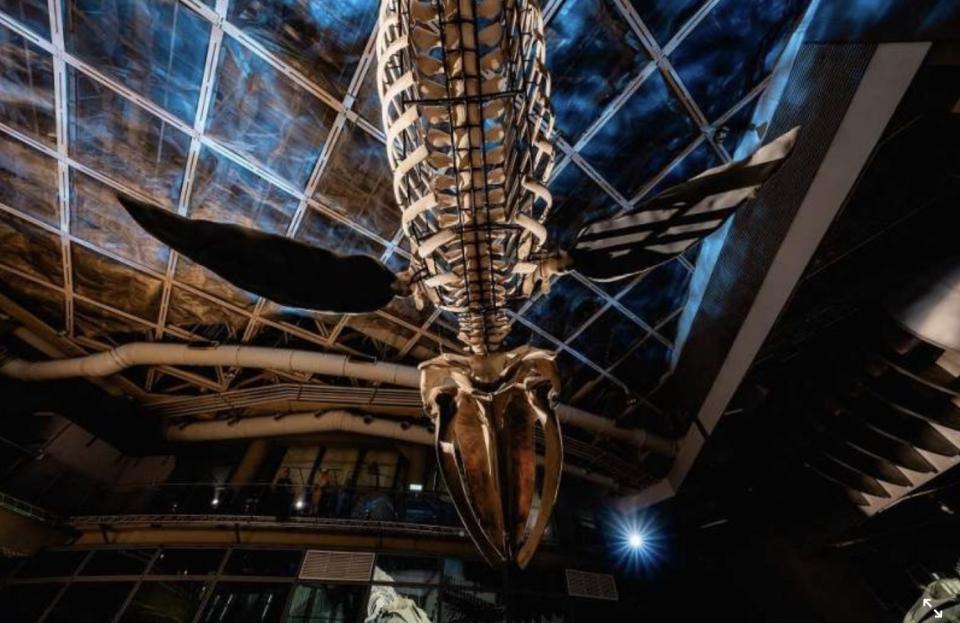 台灣旅遊｜台灣首座藍鯨骨骼標本登陸國立海洋生物博物館！全長20米＋重達1公噸＋花費3年時間修復完整標本