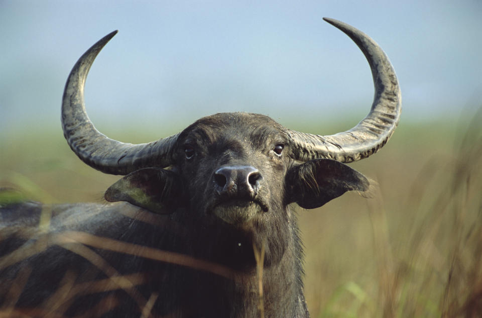 A buffalo with large curved horns stands in a grassy field and looks toward the camera