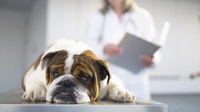 Bulldog at the vet