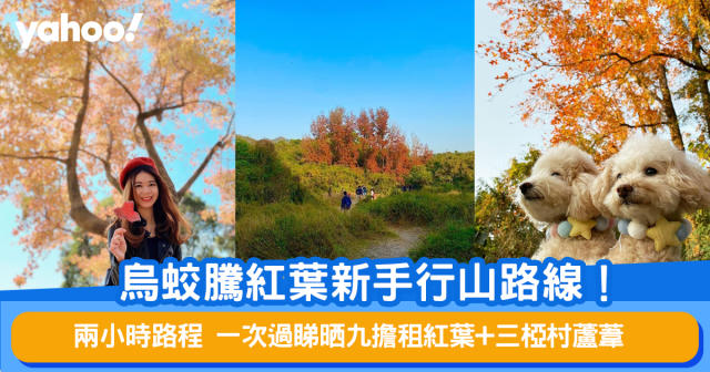 香港紅葉21丨烏蛟騰紅葉新手行山路線 兩小時路程 一次過睇晒九擔租紅葉 三椏村蘆葦