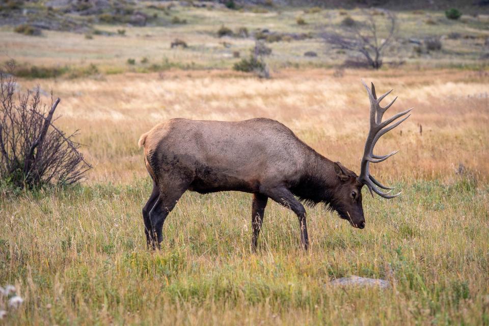 A bull elk grazes at Moraine Park in Rocky Mountain National Park on Sept. 14.