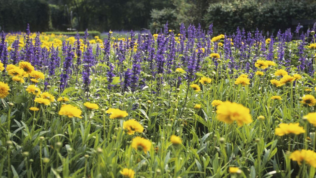 marigold and lavender, plants that repel mosquitoes