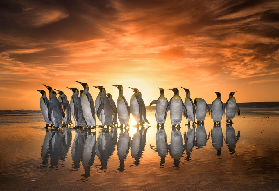 Breathtaking shots of king penguins marching in golden sunrise