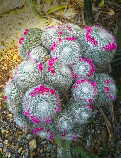 flowering cacti old lady cactus