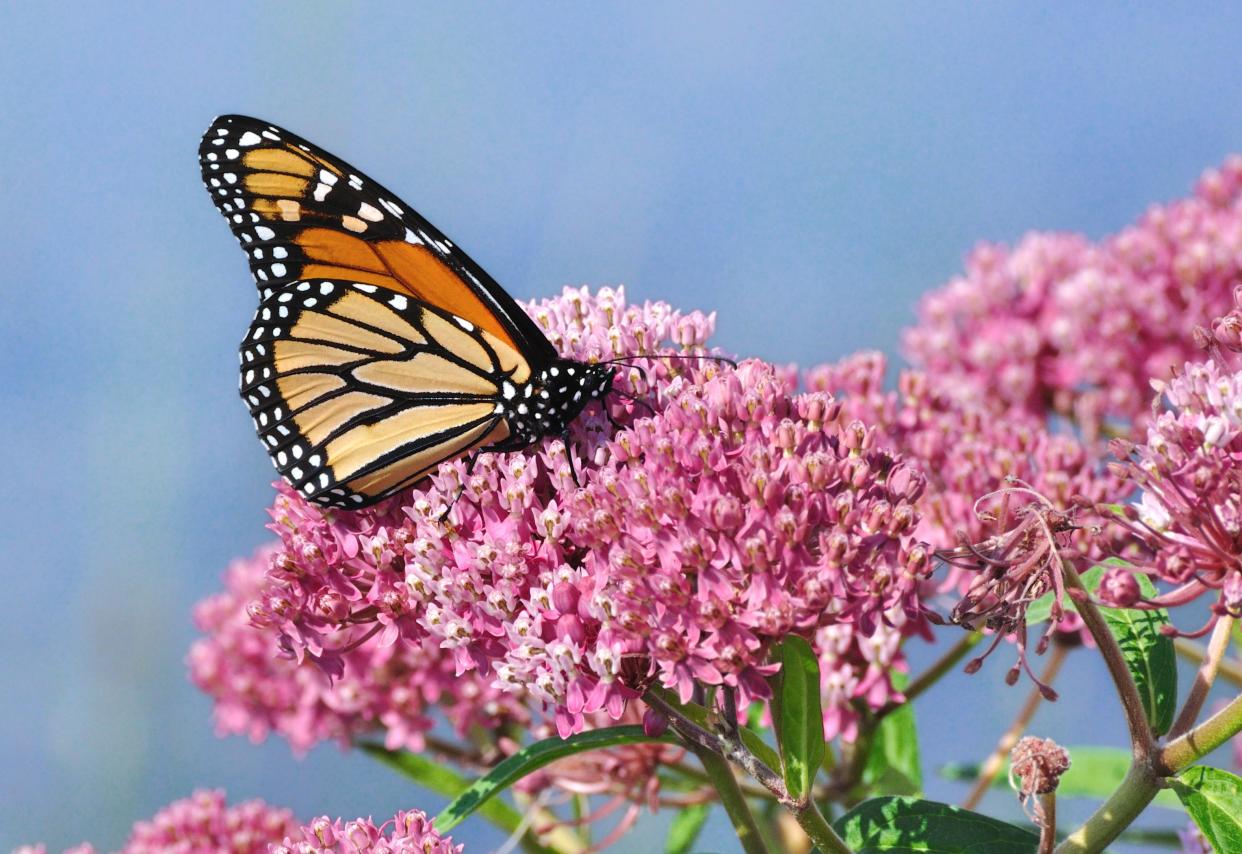 Native plants such as Milkweed provide sources of pollen and nectar for pollinators like butterflies.