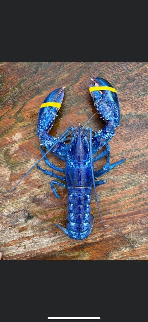 A father and son fishing in Maine caught a rare, blue lobster biologist say is a one-in-2-millon discovery on August 11, 2022. The lobster, on display currently at a local Portland diner, was caught in ocean waters beyond Peaks Island. It will be thrown back in two weeks.