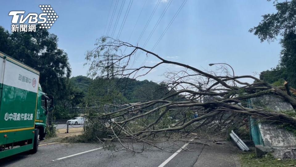 大樹突然倒塌占據車道。（圖／TVBS）