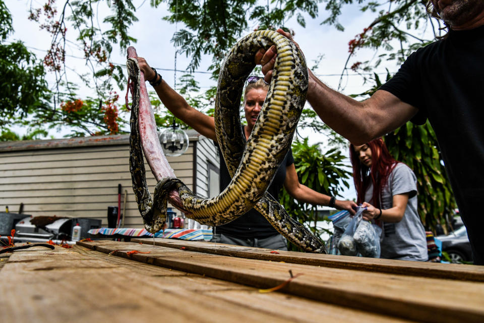 Snake hunters Amy Siewe, left, and Jim McCartney, right, put a dead python on a cutting board in the backyard of a house in Delray Beach, Fla., on May 21, 2020. (Chandan Khanna / AFP via Getty Images file)
