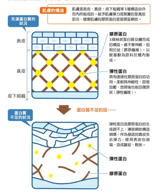 美麗的肌膚也從蛋白質而來