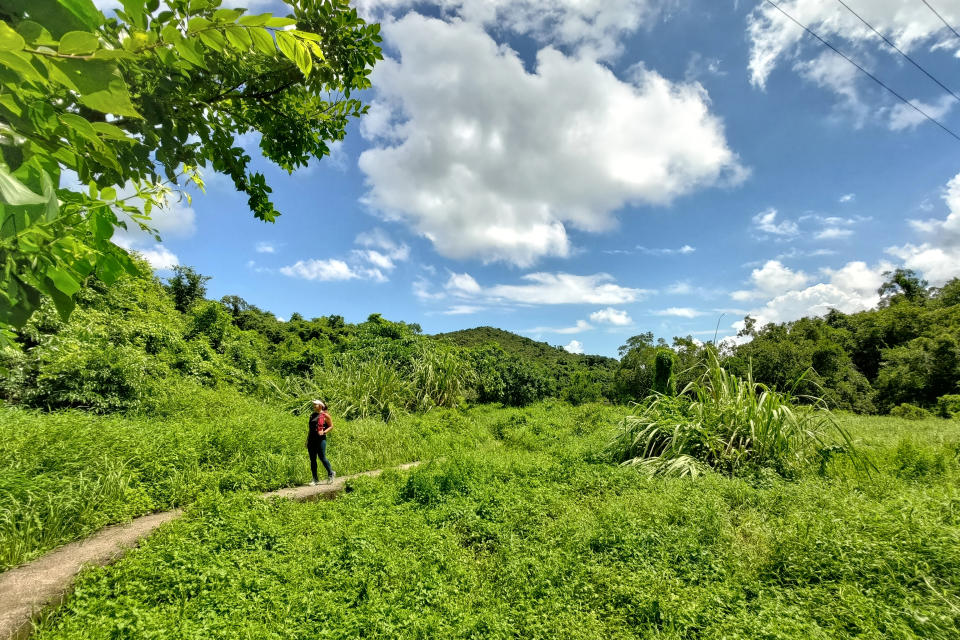 沿路綠油油的郊遊徑