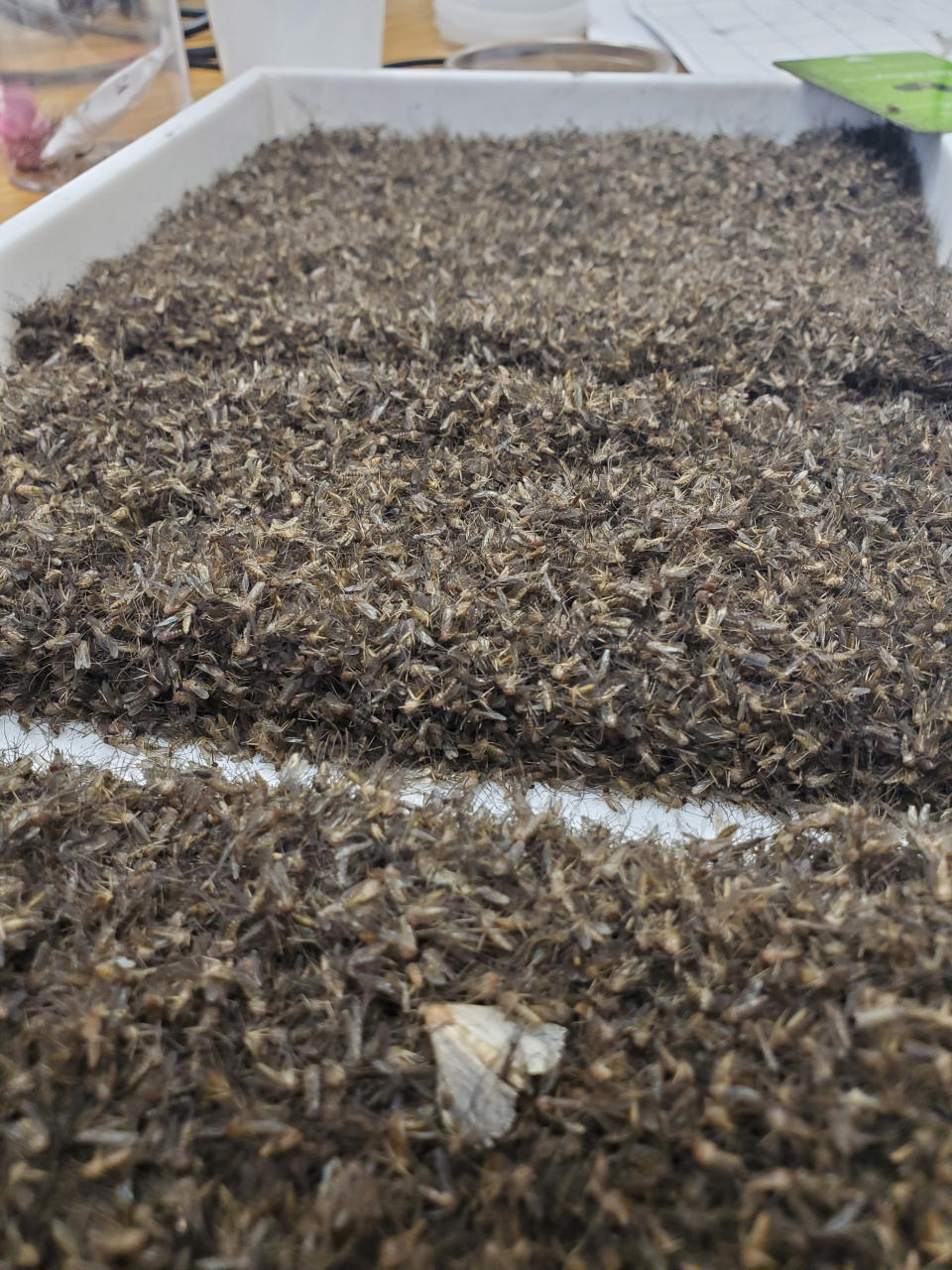 More than 30,000 mosquitoes lay in a trap (Florida Department of Agriculture and Consumer Services)