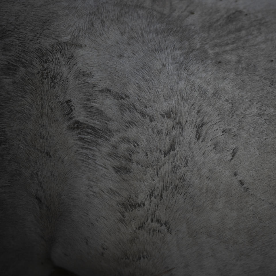 The coat of a Camargue horse is pictured in the Camargue, southern France, Sept. 22, 2022. The ancient breed of horse indigenous to the region is used by French cowboys known as Gardiens to herd Camargue bulls and often have distinctive white or salt and pepper coats. (AP Photo/Daniel Cole)