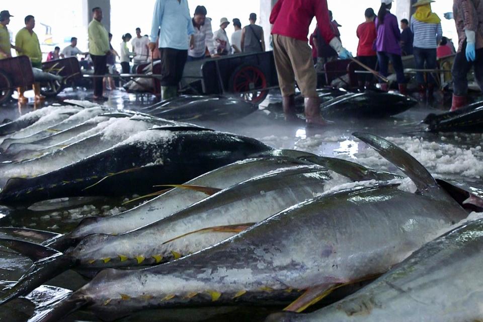 台灣遠洋漁業在中西太平洋水域的鰹魚、黃鰭鮪（黃鰭金槍魚）、大目鮪（大目金槍魚）漁獲量，台灣以27.3萬公噸排名第三，僅輸給美國、韓國。