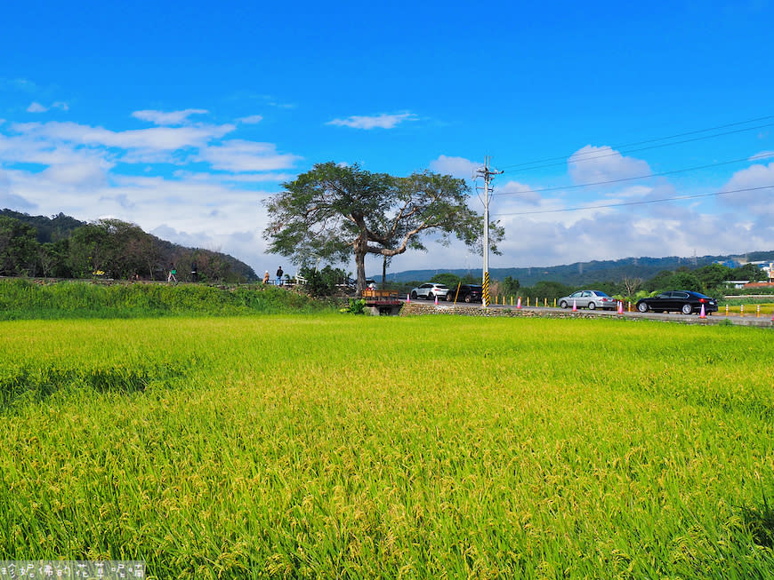 2023關西仙草花生活節