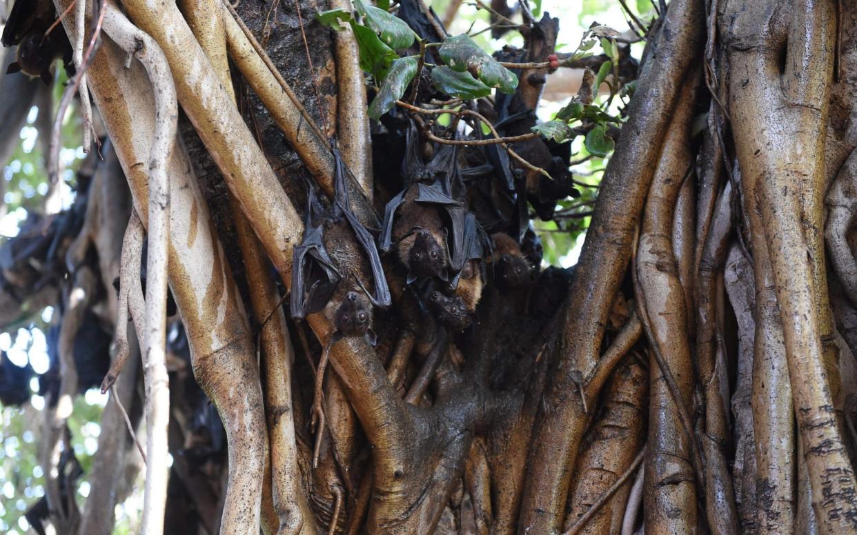 Indian bats cling onto the branches of a banyan tree  - AFP