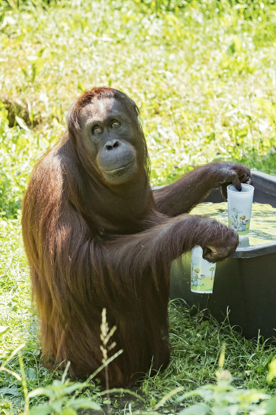HANDOUT - An orang-utan fills his cups with water at the zoo Schoenbrunn in Vienna, Austria, Tuesday, June 25, 2019. Europe is facing a heatwave with temperatures up to 40 degrees. (Daniel Zupanc/Vienna Zoo via AP)