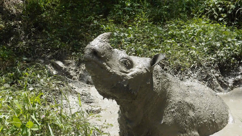 Tam, the last male Sumatran rhino, plays in mud in Sabah May 2014 in this picture obtained from social media on May 27, 2019. — Reuters pic