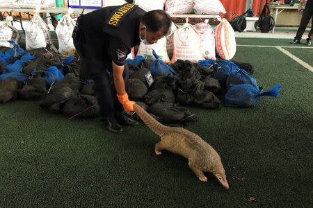 A pangolin walks during a news conference after Thai customs confiscated 136 live pangolins, in Bangkok, Thailand August 31, 2017. REUTERS/Prapan Chankaew